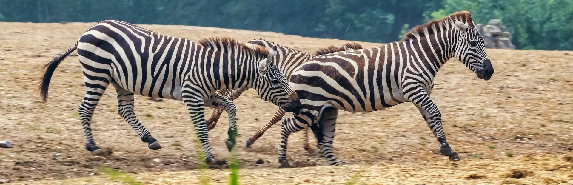 Burgers zoo