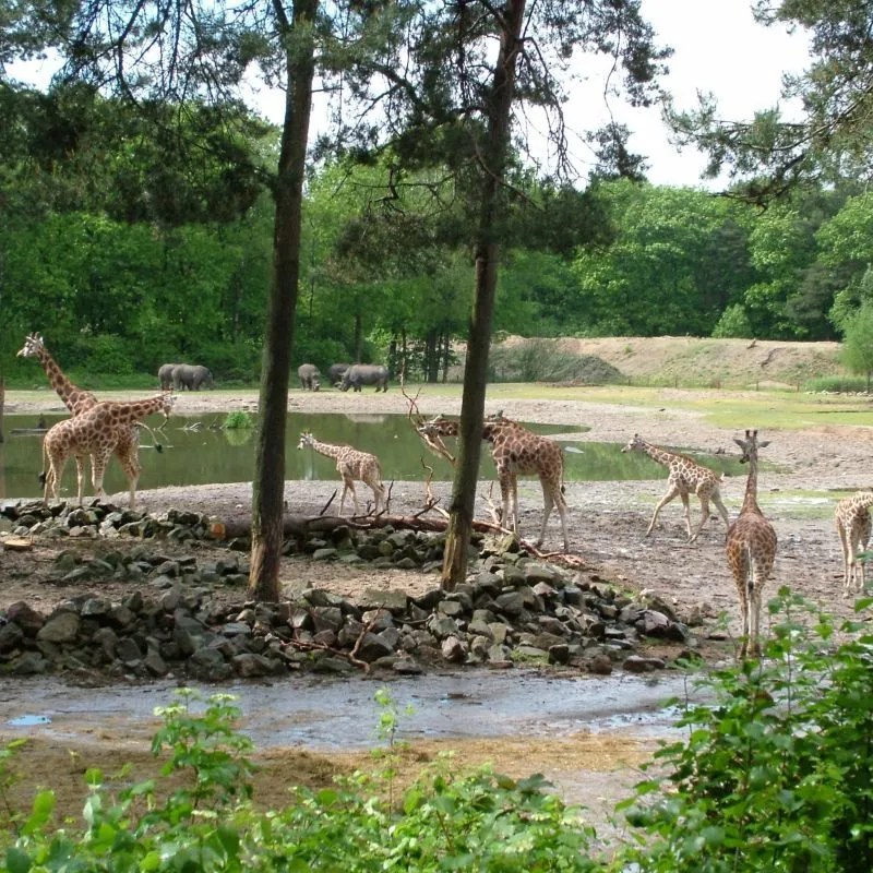 Burgers zoo